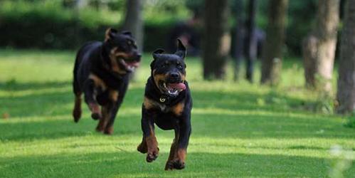 遛罗威纳犬的注意事项（如何正确地遛罗威纳犬，避免意外发生）