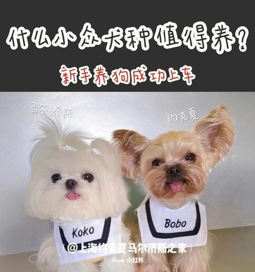 以马尔济斯犬标准身高体重为主题的养护指南（打造健康、活泼的宠物犬）