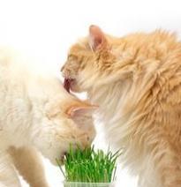 猫薄荷对猫咪的影响（科学解析，宠物饲主必知！）
