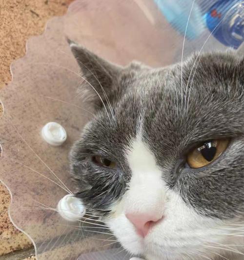 如何预防和注意猫鼻支病毒感染？（以宠物为主，保障家庭健康）
