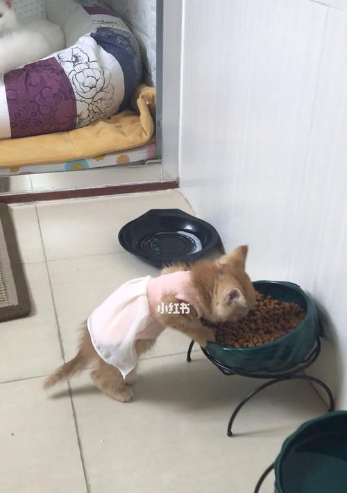 猫咪偷食怎么办？让宠物远离饮食危机（从什么开始猫咪才会偷食？如何避免偷食危机发生？）