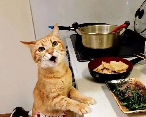 宠物猫不能吃的食物大揭秘！（小心宠物猫身体健康，这些食物千万不要给它们吃！）