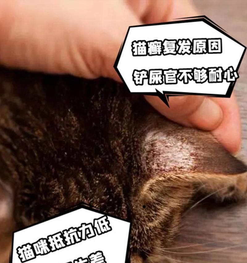 猫咪的常见皮肤病（猫咪皮肤病症状、原因及治疗方法）