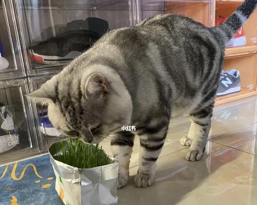 猫草的好处——宠物猫吃猫草的益处（为什么猫咪需要吃猫草？）