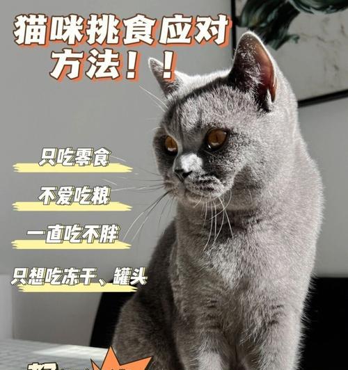 揭秘猫咪的十五大生活习惯（猫咪生活百态，从细节中品味宠物之趣）