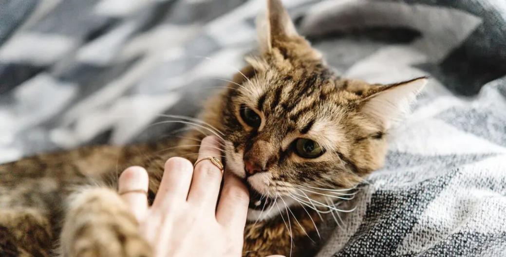 宠物猫生病的六个常见症状（了解六种猫生病症状，及时救助宠物）