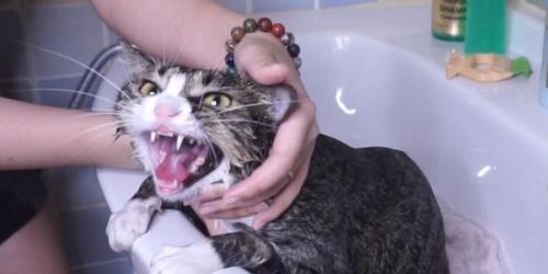 洗猫需谨慎（以宠物为主，如何正确给猫咪洗澡）