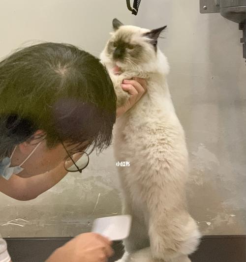 毛发长的猫咪洗澡的正确方法（如何给宠物猫咪洗澡，避免伤害毛发）