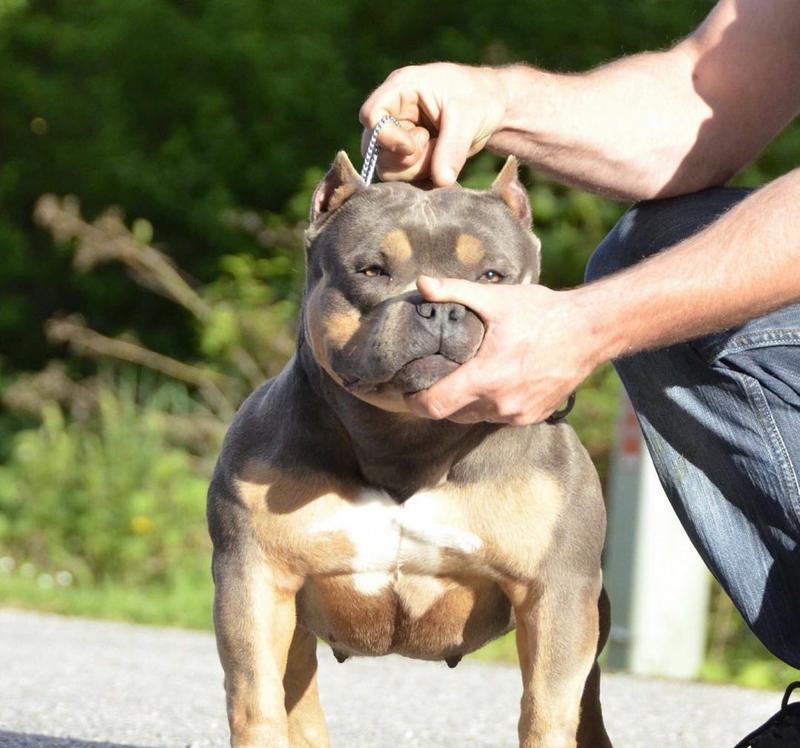 如何消除美国恶霸犬身上的臭味（以宠物为主，让狗狗身上的气味远离你的生活）