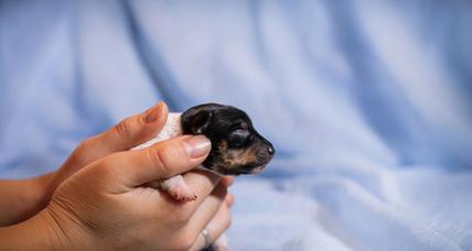 以母猎狐犬的繁殖特性（探讨宠物母猎狐犬的繁殖周期和繁殖行为）