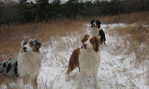 牧羊犬剪耳手术后的护理详解（以宠物为主，保护它的健康）