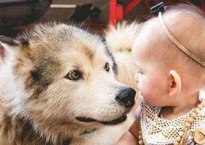 选择哪种狗狗与孩子玩耍？——宠物陪伴孩子的最佳选择（了解狗狗品种，让孩子的童年更加快乐）