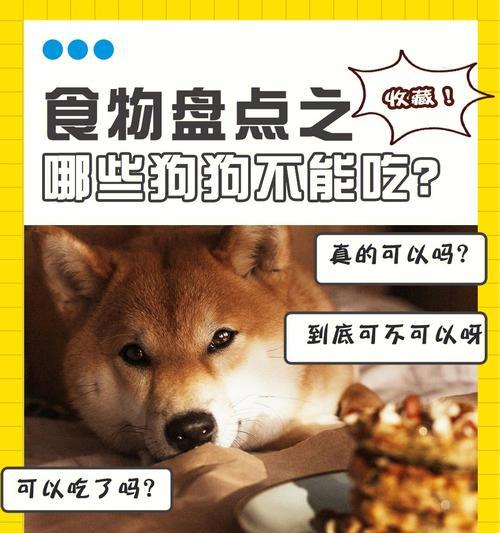 小心！这些食物可不能让你的爱犬品尝（从巧克力到坚果，这些食物对狗狗有害）