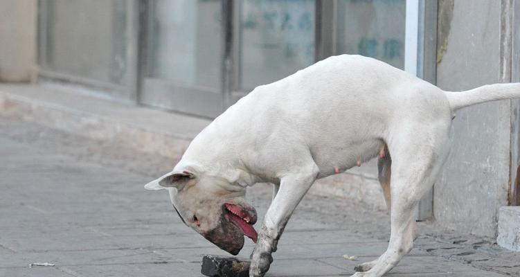 如何训练你的牛头梗犬——从基本生活到高级技能（打造温顺可爱的宠物伴侣，）