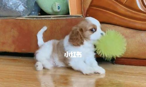 爱心养犬指南——以骑士查理王小猎犬为例