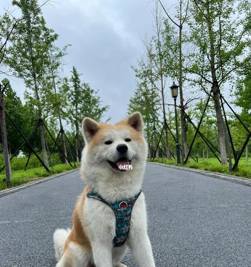 养秋田犬，好还是不好？（探究秋田犬的饲养特点及注意事项）