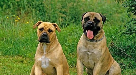 以拳师犬为宠物的性格与训练特点（了解拳师犬的性格与训练需求，让你的宠物更加健康快乐）