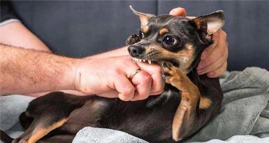 如何让你的以拳师犬停止咬人（安全和快乐的生活需要训练你的拳师犬）