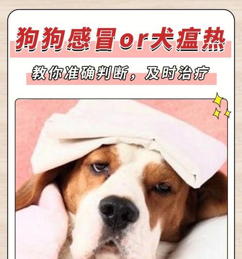 以拳师犬一天吃几顿饭？如何合理喂养拳师犬？（拳师犬的饮食需求与注意事项）