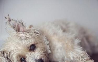 如何帮助宠物犬缓解犬窝咳？（犬窝咳的症状、诊断及治疗方法）