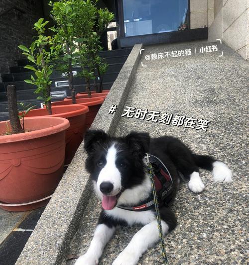 训练你的宠物狗狗成为有效的看家犬（以保护家庭安全为出发点，教会狗狗识别和响应威胁）