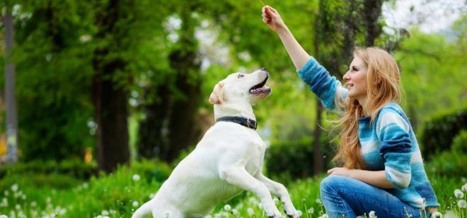 让你的腊肠犬听话乖巧（宠物犬训练秘籍，如何使腊肠犬听从主人指挥）