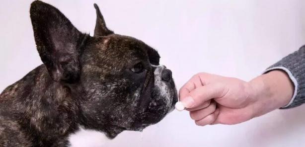 狗狗的耳朵需要清洁吗？（宠物主人必知的耳朵护理技巧和注意事项）