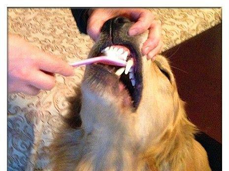 如何保护你的狗狗的牙齿健康（宠物的口腔保健指南，让你的狗狗拥有美丽健康的牙齿）