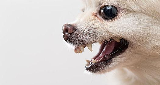 如何为你的博美宠物做好牙齿护理