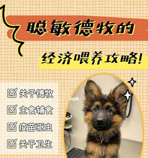 如何纠正狗狗对其他犬凶？（建立正确的社交行为，让狗狗成为友善的宠物）