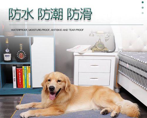 如何训练金毛犬不咬家具（以宠物为主，打造和谐家庭生活）