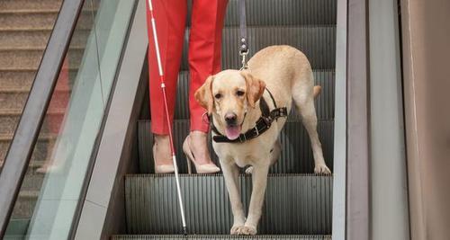 如何训练金毛犬衔取东西（培养金毛犬口腔协调能力，让它成为聪明的宠物）