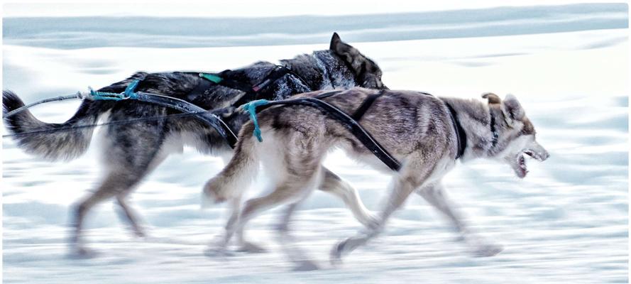 如何训练萨摩耶犬拉雪橇（成为专业的雪橇犬训练师，让你的萨摩耶犬成为最佳雪橇犬）