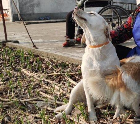 如何训练银狐犬成为家中忠实守卫（银狐犬训练攻略，让你的宠物守护家园）