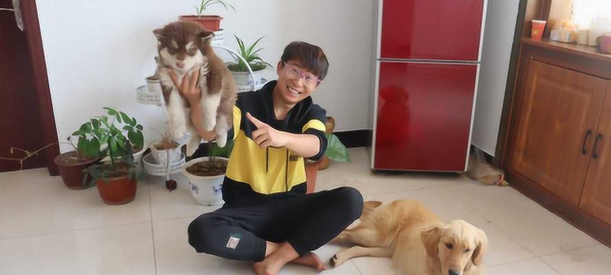 如何让宠物金毛犬使用马桶（驯服金毛犬，从马桶开始）