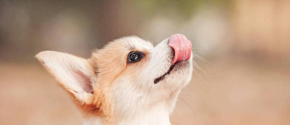 制止狗狗乱叫的7种方法（如何让你的宠物安静又听话）