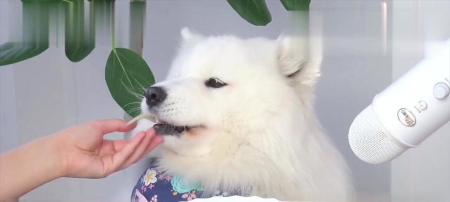 萨摩耶宠物饮食危险（了解这些食物，保护您的萨摩耶宠物的健康）