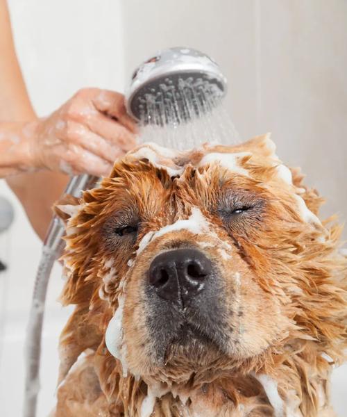 小狗狗洗澡的最佳时间（如何确定小狗狗的洗澡时间？）
