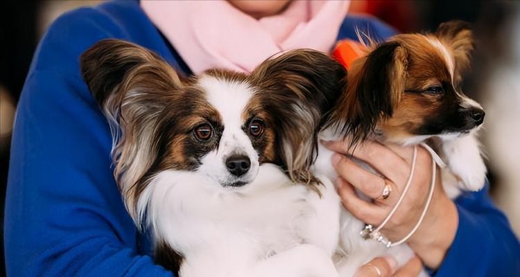 城市宠物犬的养护指南（以家庭饲养为主，让你的狗狗生活更健康）