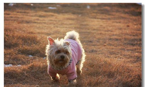 教你解决以丝毛梗犬不吃狗粮的问题（以宠物为主，让爱宠健康成长）