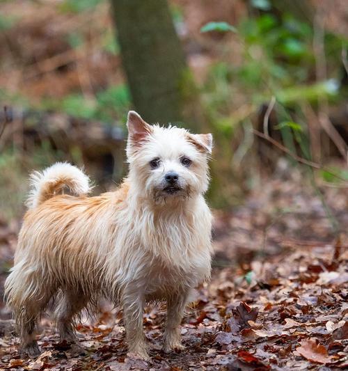 如何养护罗福梗犬（以宠物为主，注意细节养护罗福梗犬）