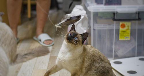 如何正确饲养暹罗猫（注意事项与养护技巧）