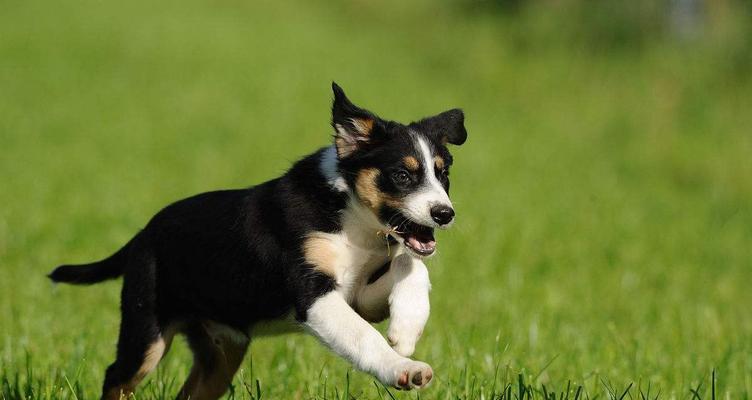 苏格兰牧羊犬的生活习惯（宠物生活、食性习惯、训练方法、注意事项）