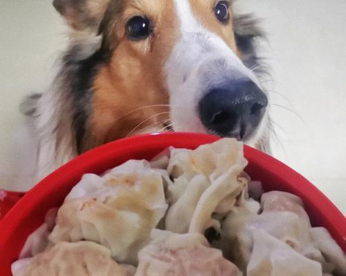 苏格兰牧羊犬能否吃甜食？（探究苏格兰牧羊犬的饮食习惯与甜食关系）