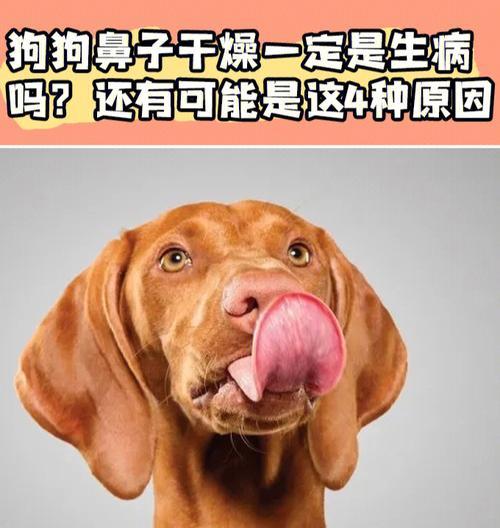 狗狗为何总是喜欢舔鼻子？（探寻狗狗舔鼻子的原因和意义）