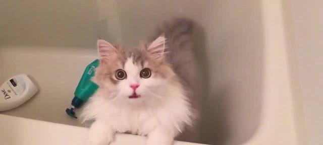 为什么猫咪不能经常洗澡？（探究猫咪洗澡的频率与原因，关注宠物健康与幸福。）