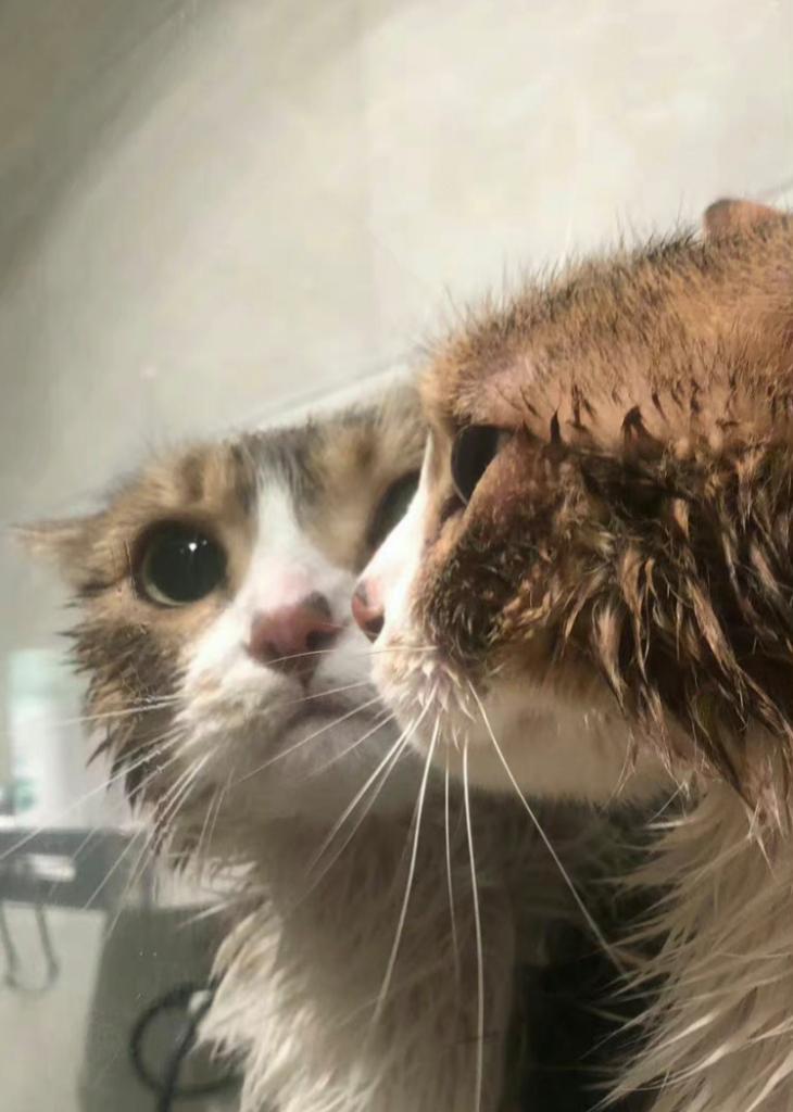 为什么猫咪不喜欢洗澡？（揭开猫咪不爱洗澡的原因及解决方法）