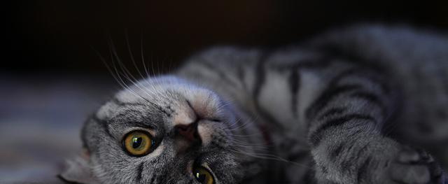 为什么猫咪们都是近视眼？（探究猫咪近视眼的原因及预防方法）
