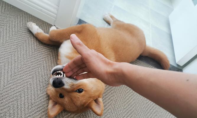 为什么小狗喜欢咬手玩（探究小狗咬手玩的原因及如何解决）