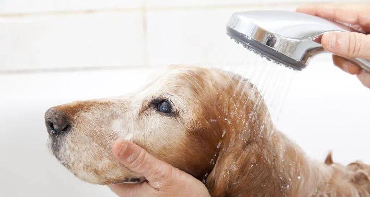 为什么需要定期给宠物狗洗澡？（洗澡对宠物狗的好处、洗澡的频率、注意事项等。）